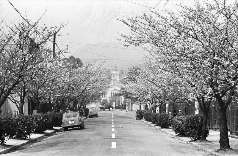 学園花通り　桜