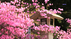 広田神社のコバノミツバツツジ