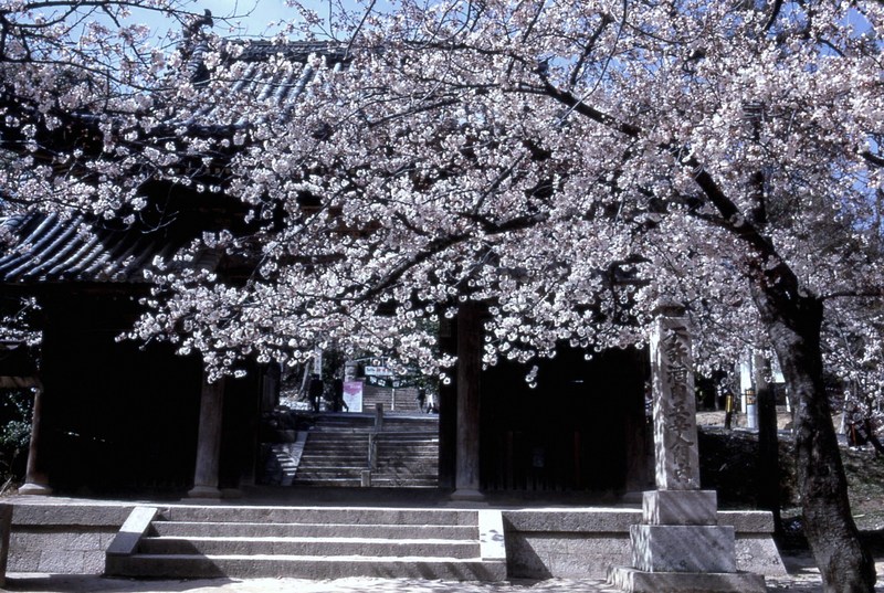 神呪寺山門の桜