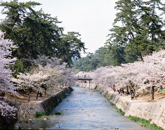 夙川公園　桜