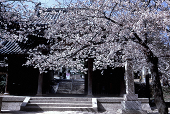 神呪寺の山門　桜